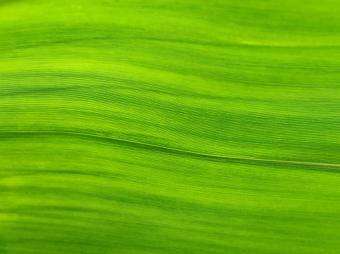 Close up detail of Bamboo fiber leaf texture background. Image photo