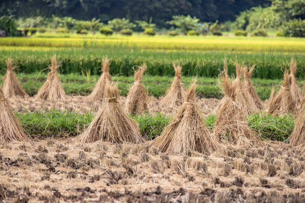 istock Harvested rice ears that are naturally dried on the rice fields 1340712070
