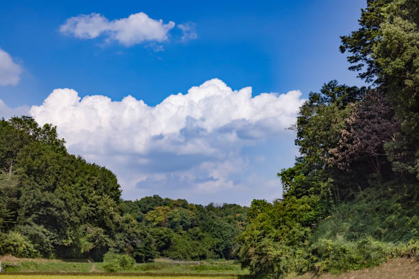 White clouds that spring out of the blue sky