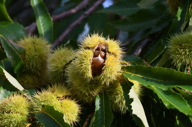 istock open hedgehog with chestnuts inside hanging on a tree in a forest in Tuscany, Italy. 1340712635