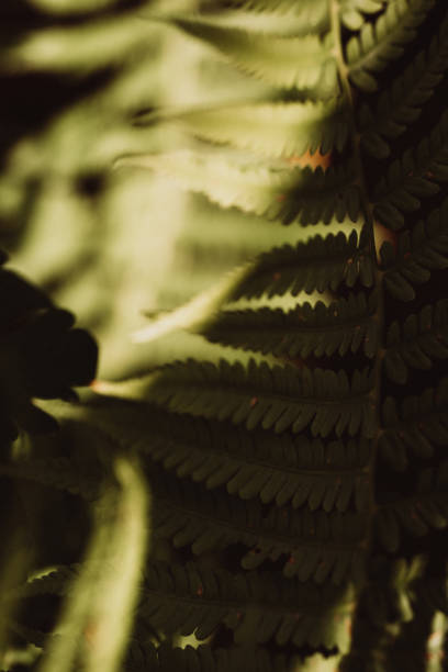 istock Fern in the forest illuminated by hard light. Nature and greenery. 1340712703