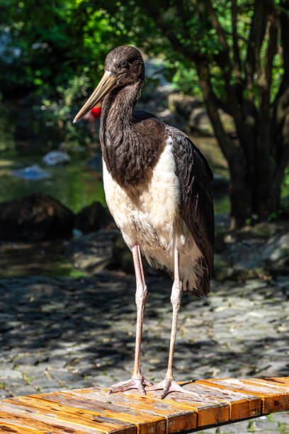 istock Black stork, Ciconia nigra in a german nature park 1340713646