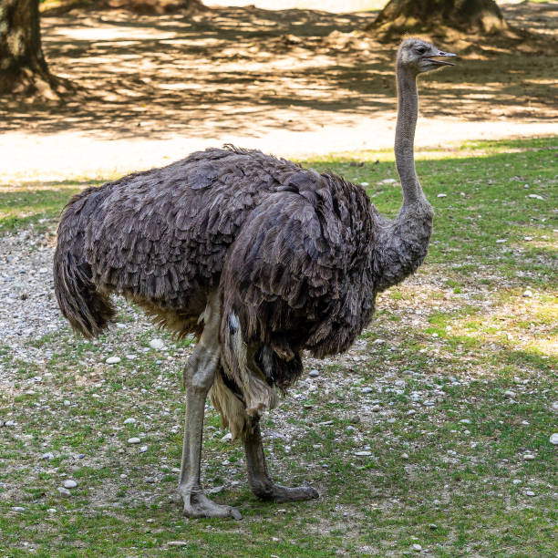 istock The common ostrich, Struthio camelus, or simply ostrich 1340713695
