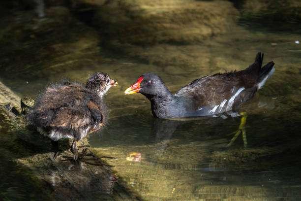 Common moorhen Gallinula chloropus also known as the waterhen or swamp chicken The common moorhen Gallinula chloropus also known as the waterhen, the swamp chicken, and as the common gallinule swimming at a blue lake water moorhen bird water bird black stock pictures, royalty-free photos & images