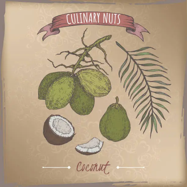 Vector illustration of Cocos nucifera aka coconut tree branch and nuts color sketch on vintage background. Culinary nuts series.