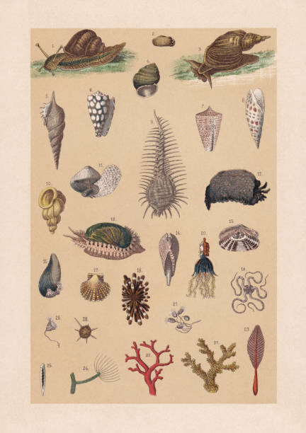 illustrations, cliparts, dessins animés et icônes de mollusques et cnidaires, chromolithographie, publié en 1889 - etching starfish engraving engraved image