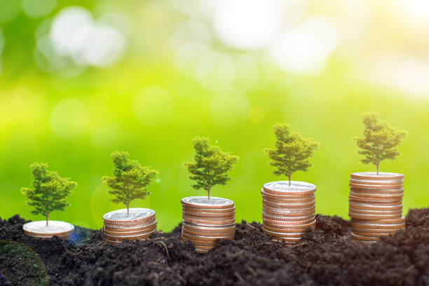 Money and big tree on soil over blurred green background with sunlight. This concept is about saving money and investing money to grow. stock photo