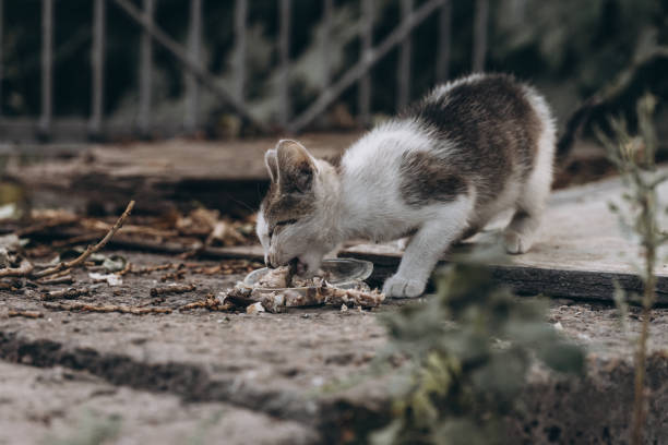 istock homeless cat wants to eat 1340716707