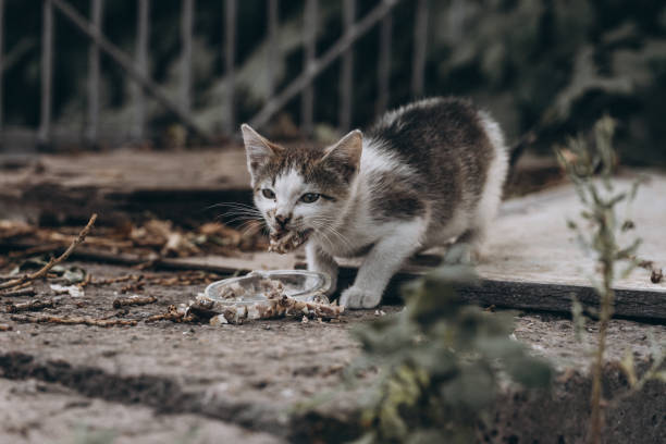 istock homeless cat wants to eat 1340717320