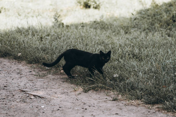 istock homeless cat wants to eat 1340717355