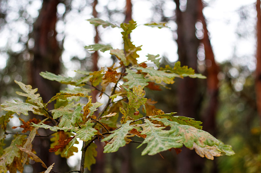 Defocus oak branch with yellow and green leaves in the forest in autumn. Nature background. Blurred. Out of focus.