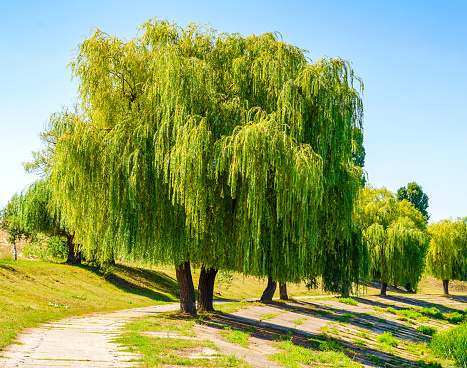 Weeping willow by the pond.