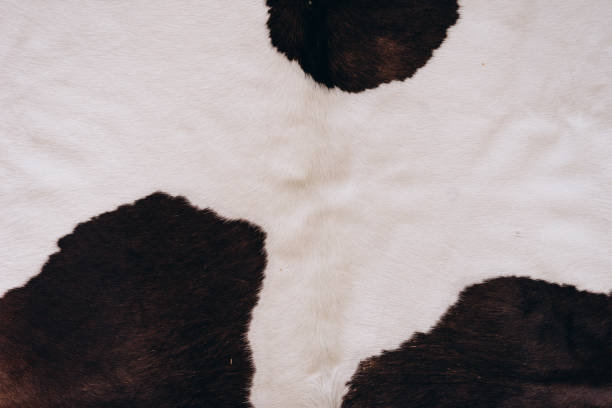 istock natural background from cow skin, artificial carpet 1340718897