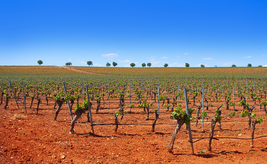 Vineyard in Castile La Mancha of Spain in Cuenca by Saint James Way of Levante