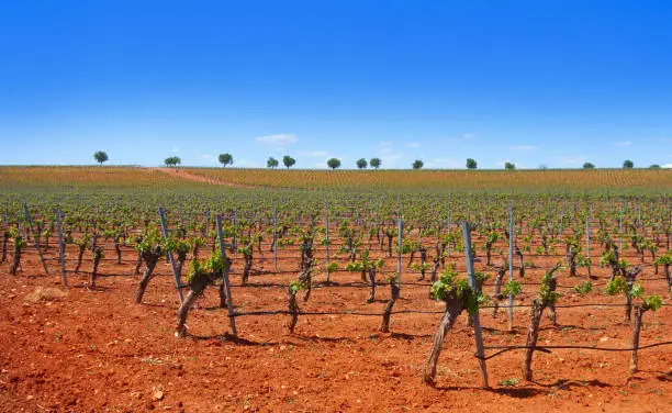 Vineyard in Castile La Mancha of Spain in Cuenca by Saint James Way of Levante