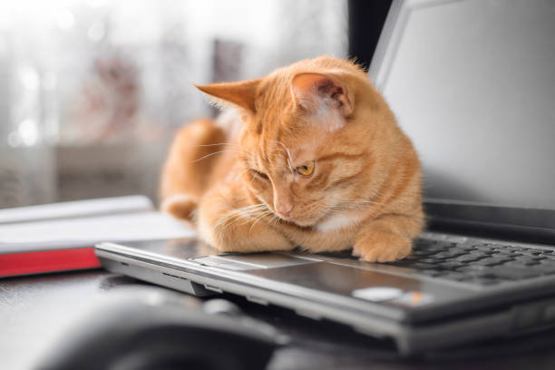 istock A beautiful red cat is lying on a laptop keyboard 1340719595