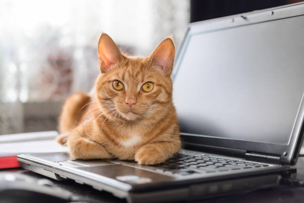 istock A beautiful red cat is lying on a laptop keyboard 1340719612