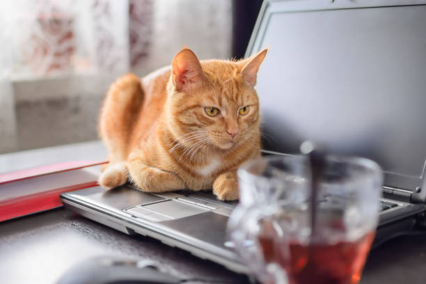 istock A beautiful red cat is lying on a laptop keyboard 1340719628