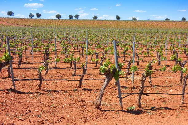 istock Vineyard in Castile La Mancha of Spain 1340721236