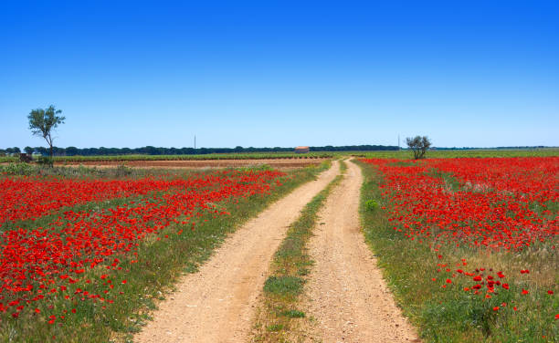 istock Castile La Mancha saint James Way 1340721314