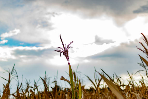 Close-up photography of two maize flowers and leaves against the partly cloudy sky. Captured at the Andean mountains of central Colombia.