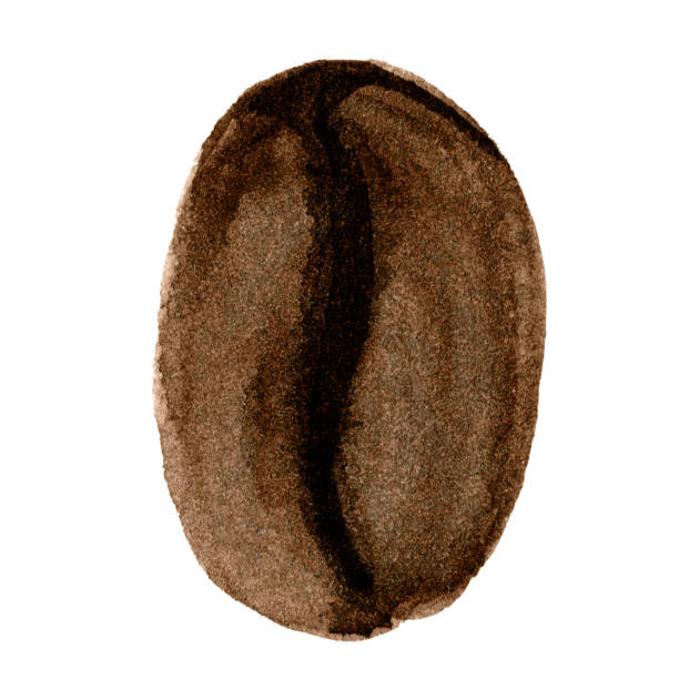 ilustraciones, imágenes clip art, dibujos animados e iconos de stock de granos de café acuarela dibujados a mano, granos de café negros o marrones - menu bean brown caffeine