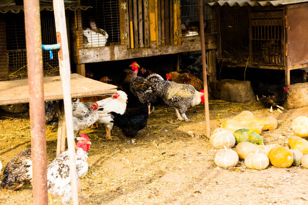 Household yard with chickens on the yard