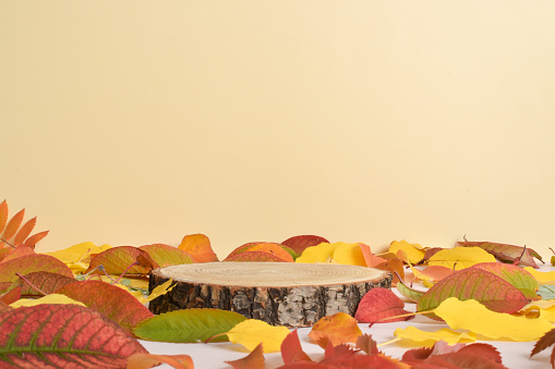 Autumn showcase made of natural wood and autumn foliage. The podium for the presentation of goods and cosmetics is made of wood on a beige background. Minimalistic branding scene.