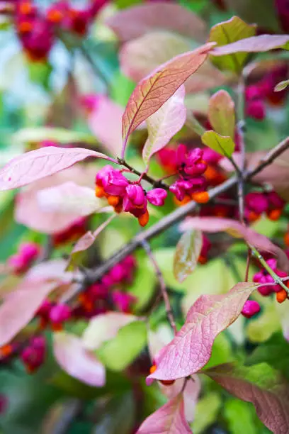 Euonymus europaeus, European spindle or common spindle. Burning-bush, strawberry-bush, wahoo, winter creeper with red toxic fruits in autumn. Close up, selective focus.