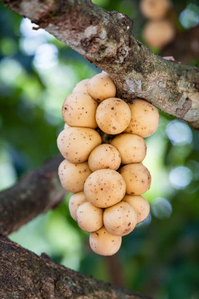istock Longkong fruit on tree in the garden. 1340729587