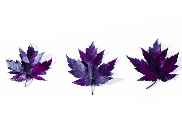 Autumn dry leaves fallen from the tree on white background