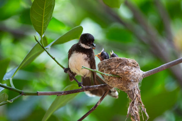 istock Sunda Pied Fantail 1340729953