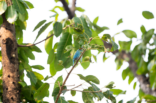 A male verditer flycatcher is perching on a fruit tree.