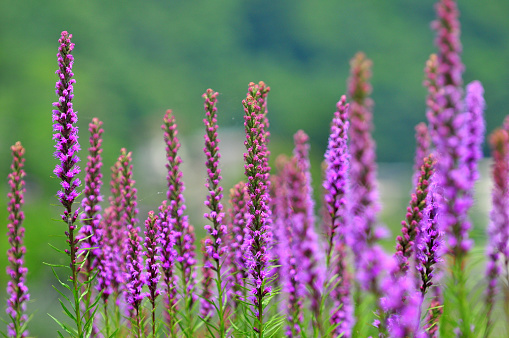 Erica herbaceous bush growing in the garden on a spring day