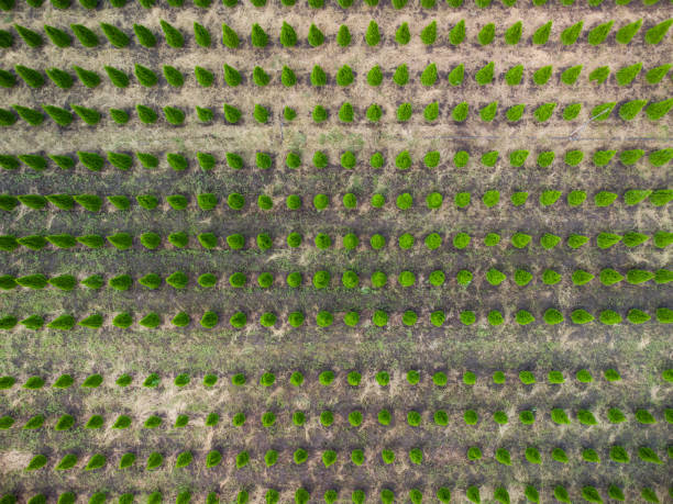 istock aerial view of a tree farm for landscaping 1340731250