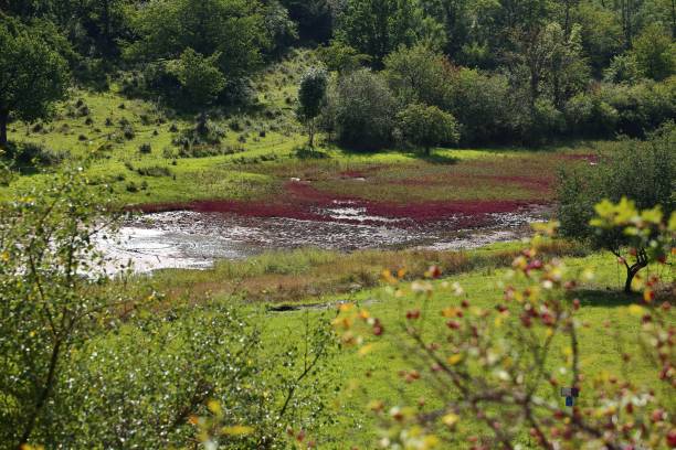 istock Nature reserve Salzstellen bei Sulldorf (lit. salt springs at Sulldorf), with a special halophile flora 1340732008