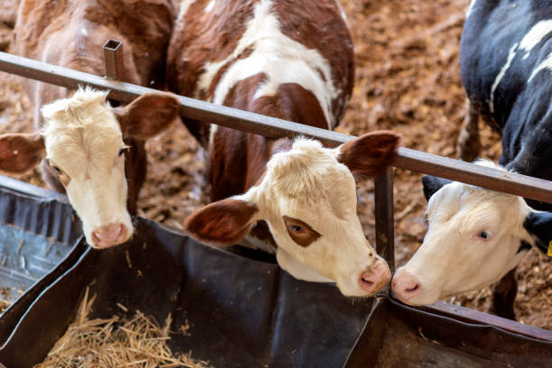 istock animals in a small cow farm 1340733388