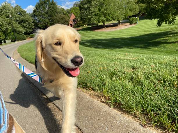 istock Happy Golden Retriever on a walk 1340733394
