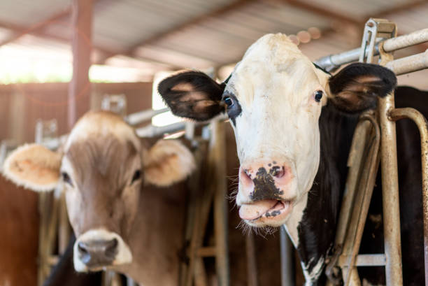 animals in a small cow farm