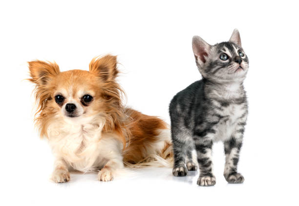 istock bengal cat and chihuahua 1340734644