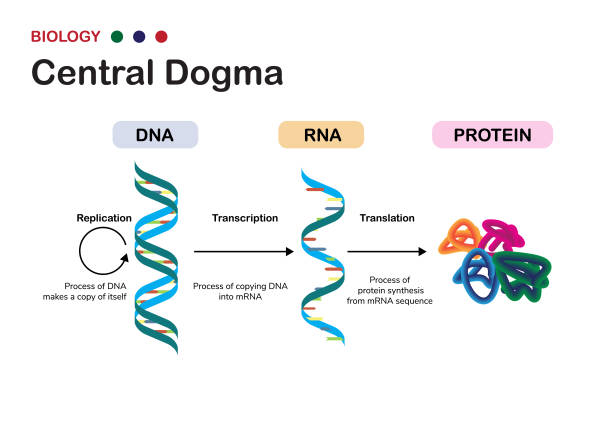 細胞内のrna転写とタンパク質翻訳のための中央ドグマの概念を示す生物学図 - human rna点のイラスト素材／クリップアート素材／マンガ素材／アイコン素材