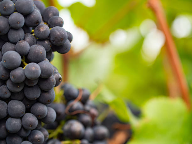 istock Blue grapes and the background with leaves in defocus. 1340734911
