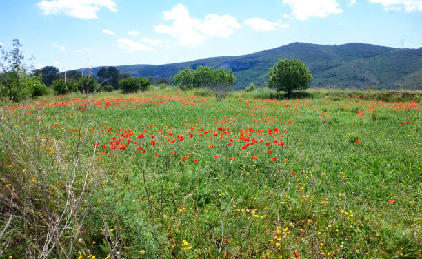 istock Spring meadows at Camino de Santiago 1340735864