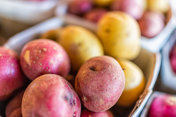 makro-nahaufnahme vieler lokaler produkte roter yukon-goldkartoffeln in box-containern auf dem einkaufsdisplay des einzelhandelsgeschäfts auf dem lokalen bauernmarkt in naples, florida - red potato raw potato red vegetable stock-fotos und bilder