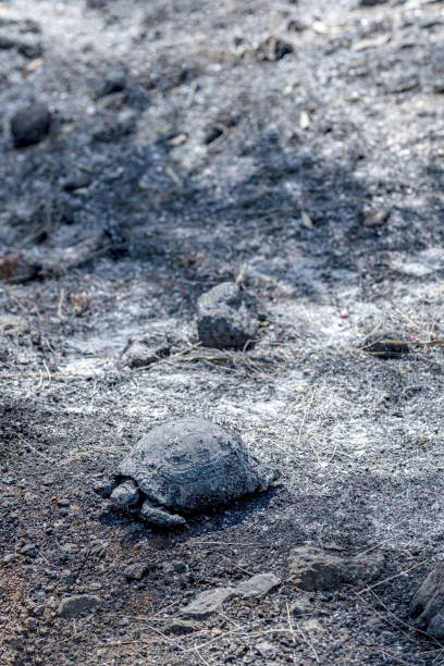 Tortoise that died during a forest fire in Marmaris resort, Turkey Tortoise that died during a forest fire in Marmaris resort, Turkey. August 2021. burned corpse stock pictures, royalty-free photos & images