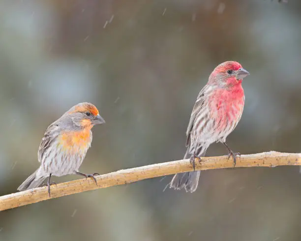 Two male house finches perch in a light rain in Cheyenne, Wyoming