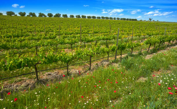 istock vineyard on Camino de Santiago Levante 1340736214