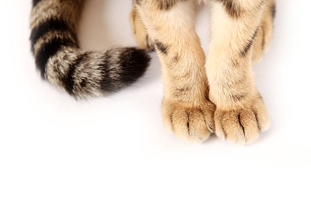 Paws stock photo