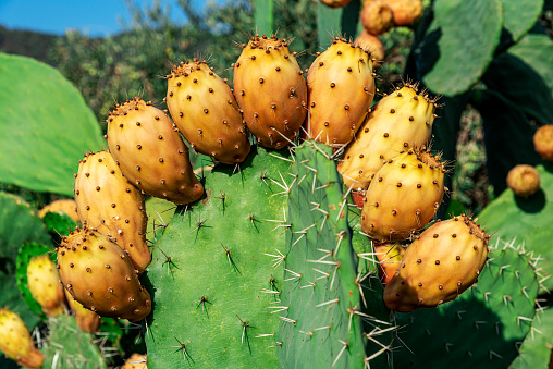 Rip prickly pears (Opuntia ficus-barbarica) with yellow fruits in nature. Cactus Fruits.