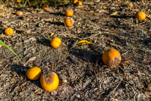 nahaufnahme der lokalen farm mit reifen gelben orangenfrüchten, die auf bodenfestem bodenschmutz im zitrushain in naples im südwesten floridas liegen - crop damage stock-fotos und bilder